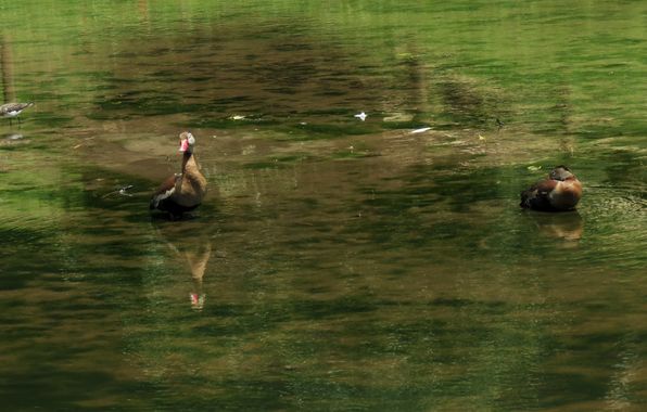 danielhincapie230979 en Hamelin: Fauna  (Rionegro), Dendrocygna autumnalis (Linnaeus, 1758), #naturaleza #wildlife #nature #faunadecolombia #fauna #colombi...