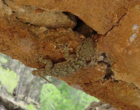 Solerantonio2 en Hamelin: Fauna  (Huéneja), Reptil