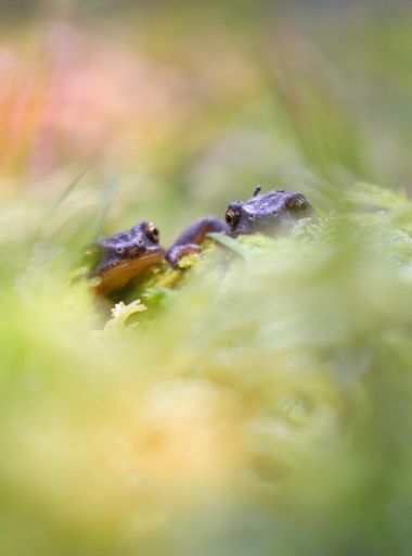 Eritz.cortazar en Hamelin: Fauna  (Vitoria), tritón palmeado (Lissotriton helveticus Razoumovsky, 1789)
.
.
.
#anfibio #animal #amphibian #fauna #hamelin #...