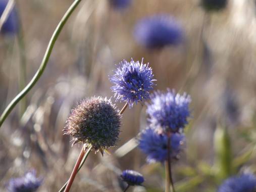 mariale en Hamelin: Flora, Jasione montana, 📸 #marialemdza 
#flores #floressilvestres #Naturaleza #BellezaNatural 
Provincia de Zamora, primavera 2021.
