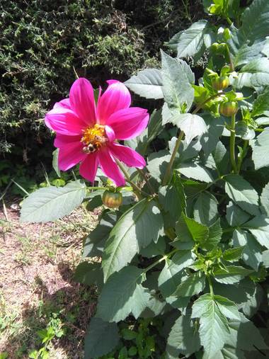 Gabriela Tersiese en Hamelin: Flora  (La Cumbrecita), Dahlia pinnata, Camino a la cascada