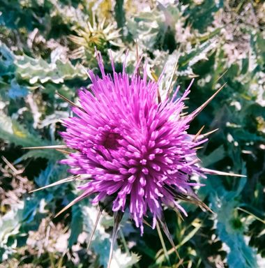 Solerantonio2 en Hamelin: Flora  (Níjar), Flor
