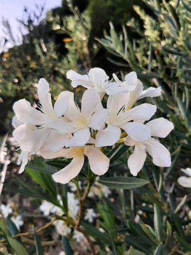 Abigail en Hamelin: Flora, Nerium oleander, FLOR
