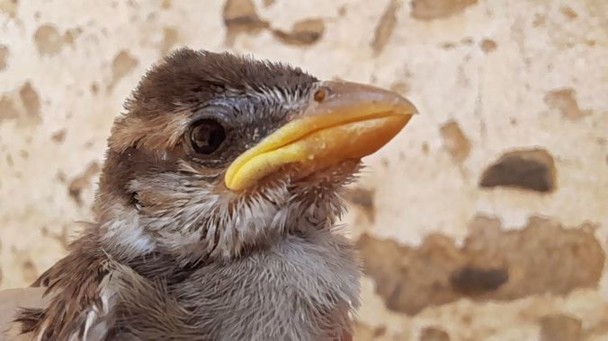 Manelsersol en Hamelin: Fauna  (Olot), Passer domesticus (Linnaeus, 1758), #pajaros #aves 