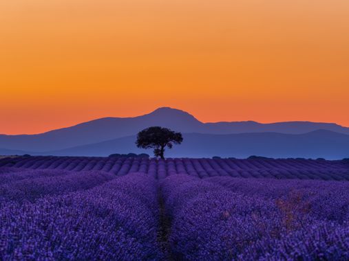 crisphotography72 en Hamelin: Paisaje  (Brihuega), Puesta de Sol en los campos de lavanda de Brihuega, Guadalajara
#atardeceres #colores #camposdelavanda #...