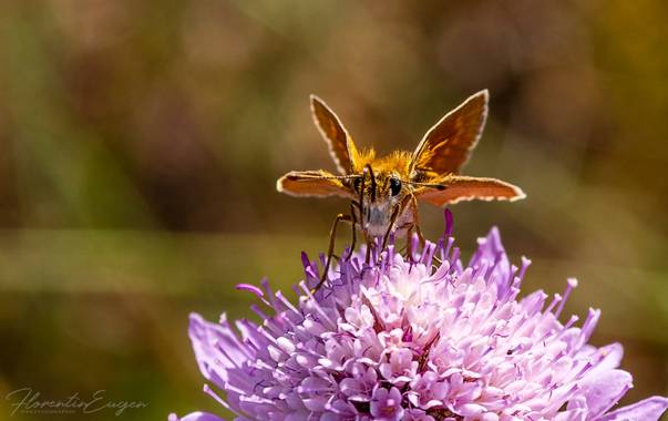 Florentinoeugenio en Hamelin: Fauna  (Brihuega), #mariposa 