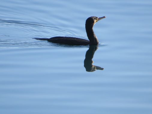 Solerantonio2 en Hamelin: Fauna  (Almería), Phalacrocorax carbo (Linnaeus, 1758), Ave