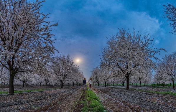 Menlup en Hamelin: Paisaje  (Córdoba), #flora21 
A la luz de la luna...
