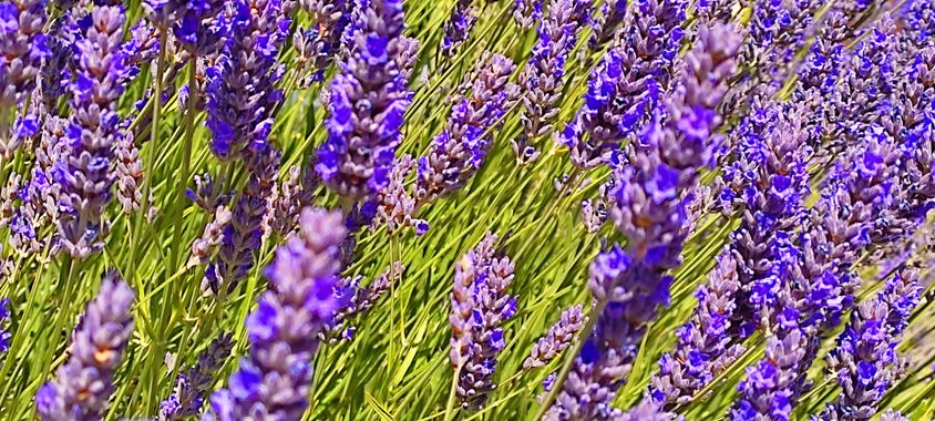 ernyw4ll4c3 en Hamelin: Flora  (El Calafate), Lavanda