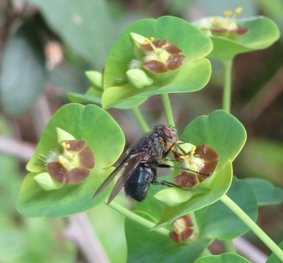 Solerantonio2 en Hamelin: Fauna  (Almería), Insecto