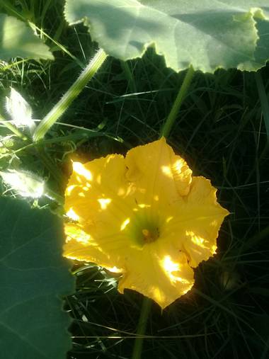 Supra3179 en Hamelin: Flora  (Chajarí), Recorriendo el jardin 💛
#zapallo #naturaleza #huertaencasa 