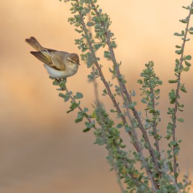 Ignicapillus en Hamelin: Fauna  (HaArava), Phylloscopus orientalis (C.L.Brehm, 1855), Mosquitero oriental

El mosquitero oriental fue una subespecie del mo...