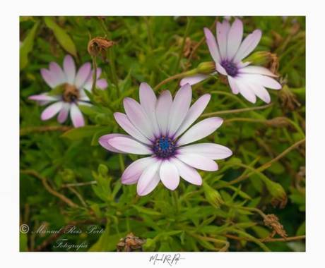 Manuropo39 en Hamelin: Flora  (La Coruña), #Flora21