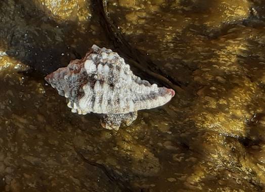 KDias en Hamelin: Fauna, 🙂