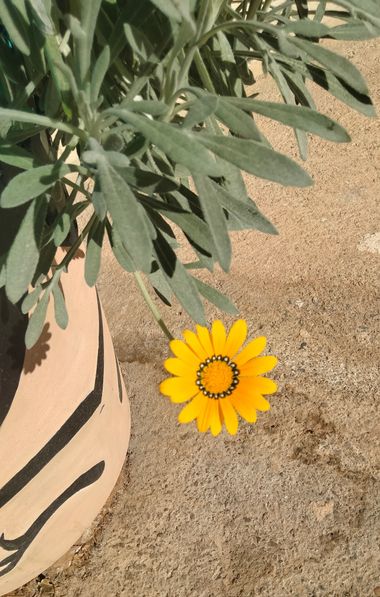 Solerantonio2 en Hamelin: Flora  (Almería), Planta