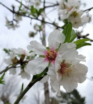 Latortugablue en Hamelin: Flora  (Paterna), Prunus dulcis, Flor del almendro... 🌸