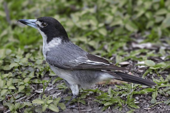 Ignicapillus en Hamelin: Fauna  (Brisbane), Cracticus torquatus (Latham, 1802), Verdugo acollarado

Los verdugos (género Cracticus) solo viven en Australia...