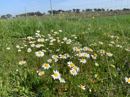Manubarbecho en Hamelin: Flora  (El Viso), Anthemis arvensis