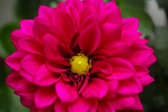 cruzyus en Hamelin: Flora  (Córdoba), Dahlia pinnata, #flora21 