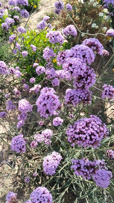 Solerantonio2 en Hamelin: Flora  (Almeria), Verbena bonariensis, Planta