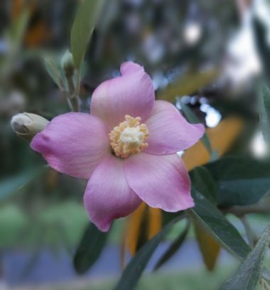 Mpinfante en Hamelin: Flora, Lagunaria patersonia, # Especie nativa de Australia, endémica de la Isla de Lord Howe, Isla de Norkolk y algunas partes de la...