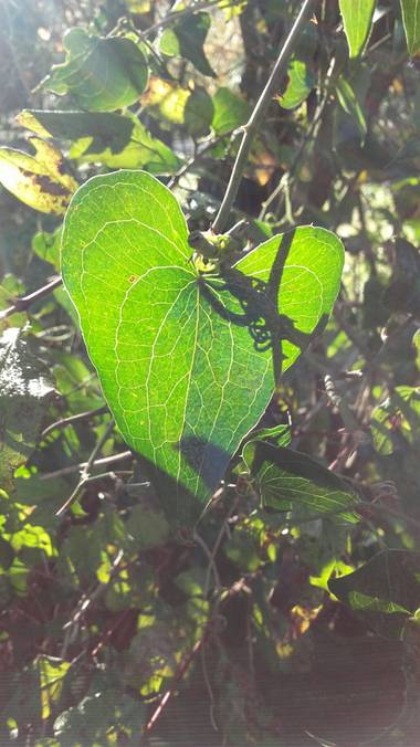 Alquimia Natural en Hamelin: Flora  (Marina de Cudeyo), Smilax aspera, #corazoneando 💓