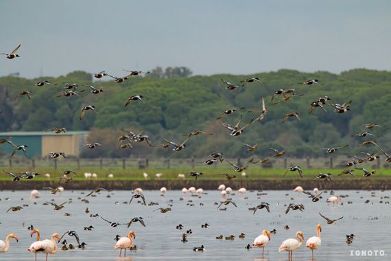 Ignoto en Hamelin: Fauna  (La Puebla del Río), #doñana 
