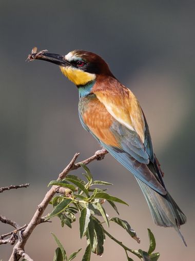 Pablosdoc en Hamelin: Fauna  (Santpedor), Merops apiaster Linnaeus, 1758, #hamelin #natura #naturaleza #fauna #abejaruco #canon #wildlife #birds 