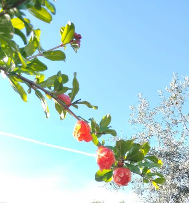 Solerantonio2 en Hamelin: Flora  (Almería), Flor de la granada