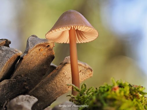 Sergio MF Photography  en Hamelin: Observación  (Guadarrama), #setas #micologia #macro #macrofotografia #otoño #autumn #naturaleza #nature #naturpixel #nat...