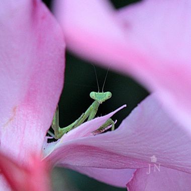 juan_ng en Hamelin: Fauna  (Jerez de la Frontera), Sorprendida por la ventana de casa.