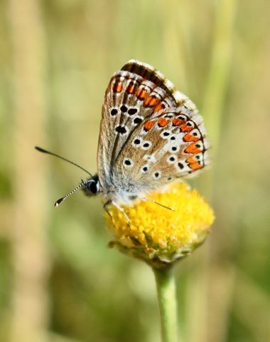 Beethovenzujo_86 en Hamelin: Fauna  (Murcia), Aricia cramera Eschscholtz, 1821, Morena

#naturelovers #naturaleza_spain #naturalezamurcia #mariposa #butter...