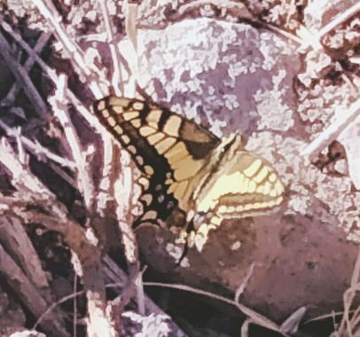 Solerantonio2 en Hamelin: Fauna  (Níjar), Mariposa amarilla