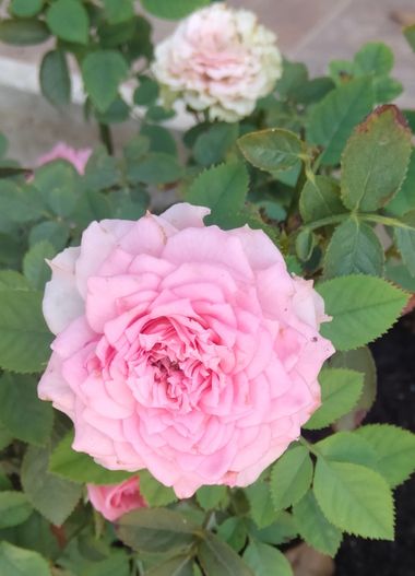 Solerantonio2 en Hamelin: Flora  (Cordovilla), Rosas de jardin