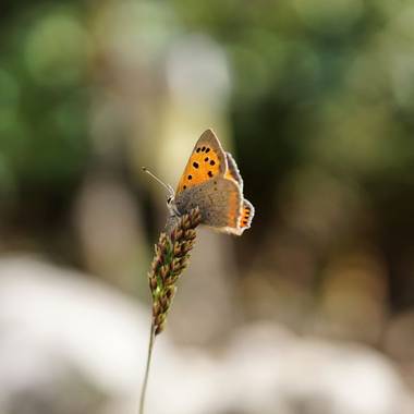 rqsalcedo en Hamelin: Fauna  (Madrid), #mariposas 