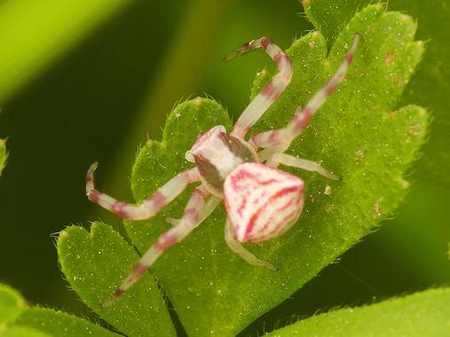 Georginaag en Hamelin: Fauna  (Berga), #arañacangrejo #insectos #fauna 