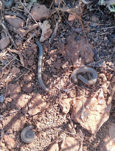 Solerantonio2 en Hamelin: Fauna  (Níjar), Insectos