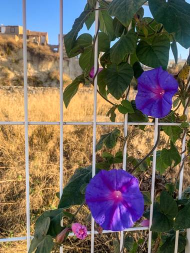 carogv1995 en Hamelin: Flora  (Albudeite), #flora21 #lila #floreshermosas 