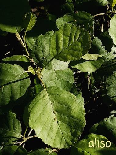 Mpinfante en Hamelin: Flora, Alnus glutinosa, Aliso