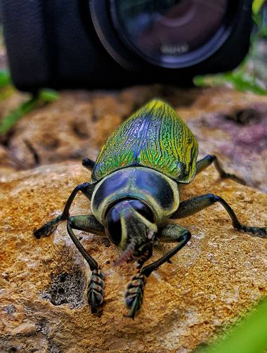 Neilmarquez en Hamelin: Fauna  (Ciudad Jardín)