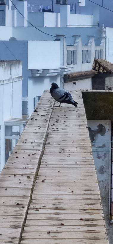 Jonathanmartinbedia0007 en Hamelin: Fauna, @aves21