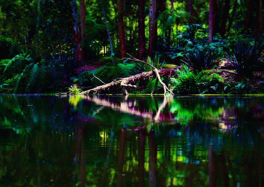 juanandrescardona01 en Hamelin: Paisaje  (Sabaneta), Un paisaje majestuoso de un tronco de árbol, con su reflejo en el agua. 
Cuida la naturaleza y tu vida...