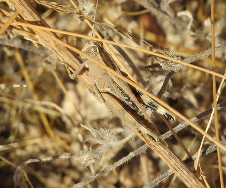 Solerantonio2 en Hamelin: Fauna  (Almería), Insecto