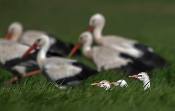 Ignicapillus en Hamelin: Fauna  (Alfés), Bubulcus ibis (Linnaeus, 1758), Cigüeñas y garcillas

Capté juntas estas dos especies (cigüeñas blancas (Ciconia c...