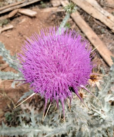 Solerantonio2 en Hamelin: Flora  (Níjar), Planta