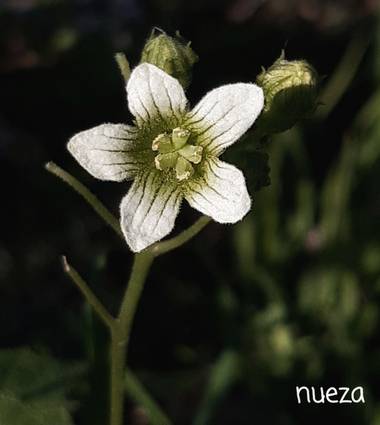Mpinfante en Hamelin: Flora, Bryonia cretica, .