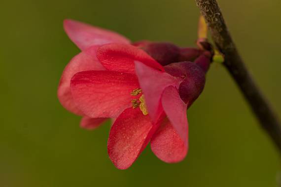 Mónica del Monte en Hamelin: Flora, #flora21