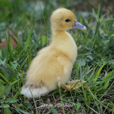 Diego en Hamelin: Fauna  (Zaragoza), #pato #duck #aves 