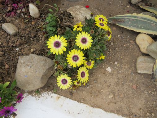 Solerantonio2 en Hamelin: Flora  (Almería), Planta