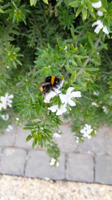 Solerantonio2 en Hamelin: Fauna  (Almería), Abejorro